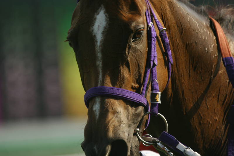 恋唄（コイウタ）勝つ～競馬ヴィクトリアマイル（Jpn1