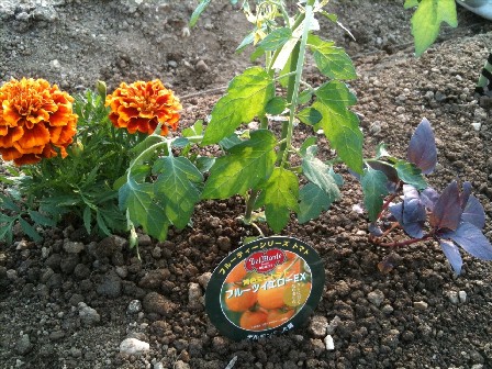 畑013 ミニトマト オクラ バジル マリーゴールド定植 ふぁんとむのひとりごと 楽天ブログ