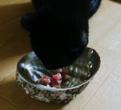 鮑貝の猫茶碗 ベツバラ 猫茶碗 楽天ブログ