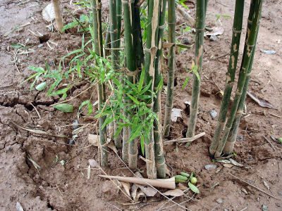東南アジア　竹と糸で出来ています 東南アジア竹と糸で出来ています