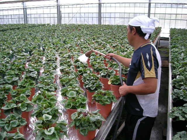 シクラメン アスター ラベンダーを栽培中ｂｙ谷澤園芸 Yaraiのひとりごと 楽天ブログ