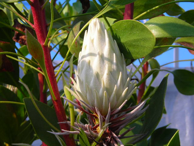 キングプロテア ホワイトを栽培中ｂｙイイヅカフラワープランツ Yaraiのひとりごと 楽天ブログ
