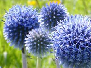 ヒゴタイの花芽 桜に囲まれて 楽天ブログ