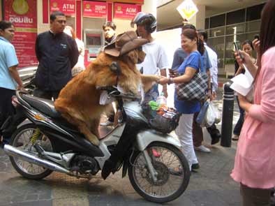 びっくり仰天 犬がバイクを運転 バンコク竹亭日記 楽天ブログ