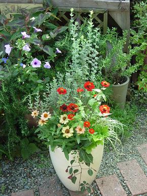赤いジニアとロータスとジャーマンダーセージの寄せ植え Garden 花 水 季 楽天ブログ