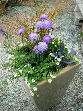 スカビオサの寄せ植え Garden 花 水 季 楽天ブログ