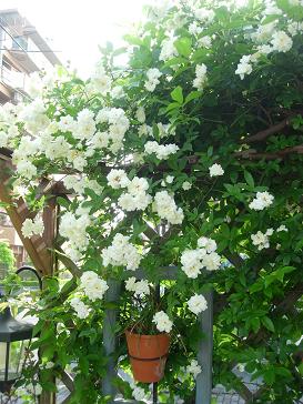 白モッコウバラ 黄モッコウバラ Garden 花 水 季 楽天ブログ