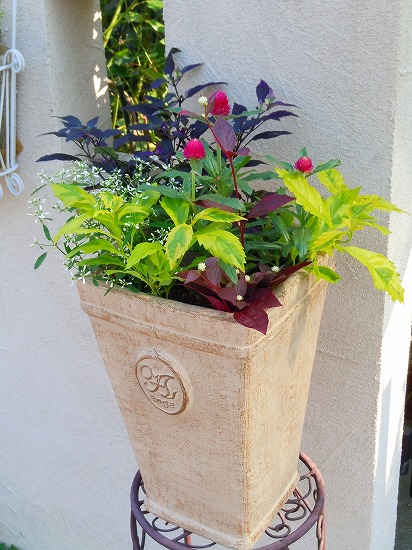 葉物メインの寄せ植え Garden 花 水 季 楽天ブログ