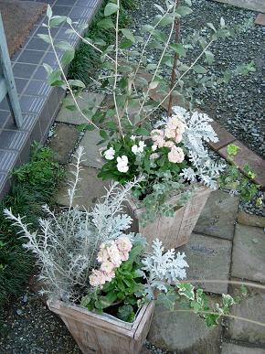ストックとシロタエギクの寄せ植え Garden 花 水 季 楽天ブログ