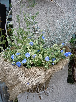テルノアフロディーテ 斑入りアメリカンブルー Garden 花 水 季 楽天ブログ
