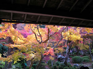 円光寺(圓光寺)の紅葉