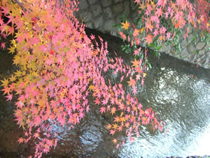 哲学の道の紅葉