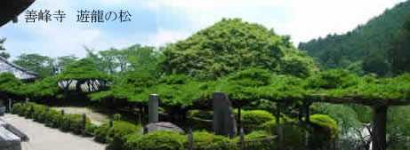 善峯寺 遊龍の松