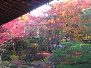 泉涌寺の紅葉
