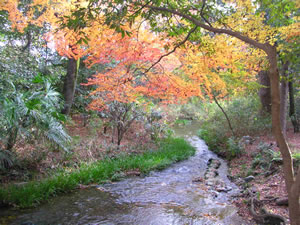 下鴨神社糺の森の紅葉