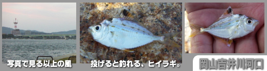岡山県の釣り 河口でヒイラギが入れ食い クリスマスの魚だからかなぁ W 何がニャンでも ルアーフィッシング日記 楽天ブログ