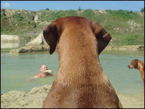 犬食わない001