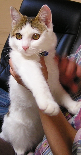 ココ.jpg