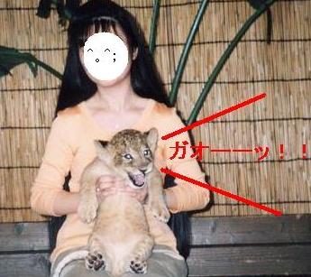 lion-02p