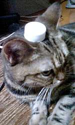 img60322.jpg