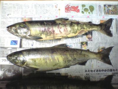 800px-Salmon_(breeding_color).jpg