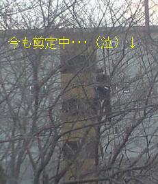 剪定中
