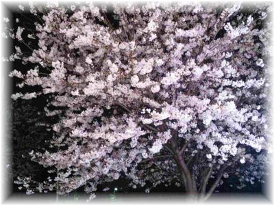 CA310020yozakura.jpg