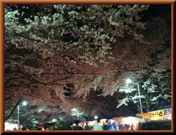 PAP_0008sakura.jpg