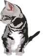 aneko.gif