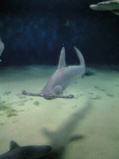 シュモクザメ