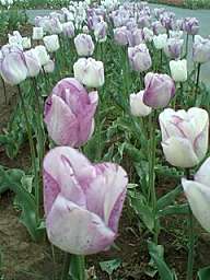 img14284.jpg