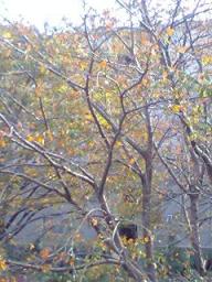 2007-11-08 14:45:28
