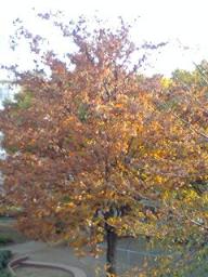 2007-11-08 14:45:28