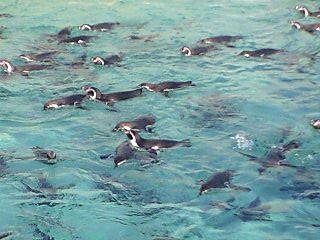 ペンギン01