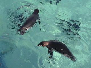 ペンギン02