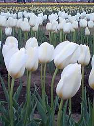 img510.jpg