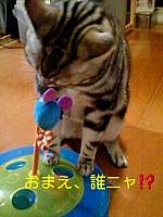 img85412.jpg