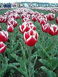 img59453.jpg