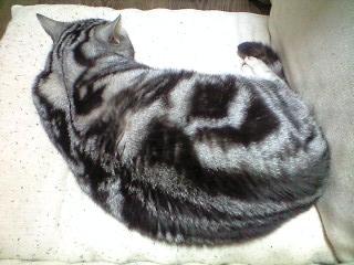 (。-ω-) zzz. . .
