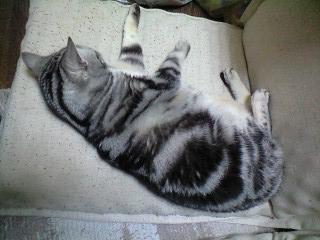 (。-ω-)zzz. . .