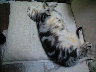 (。-ω-)zzz. . .