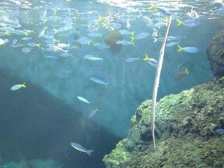 細長~い魚