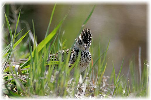 Skylark