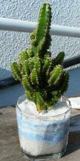 植え替え後