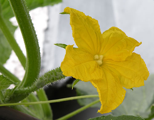 きゅうりの雌花が咲きました よろずごと 楽天ブログ