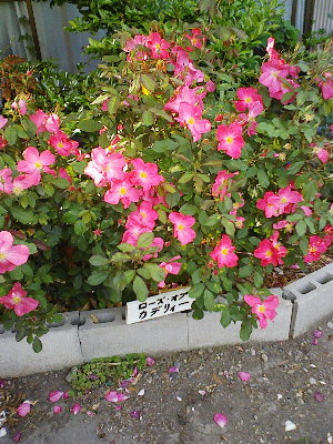 DSCF0141.bara..jpg