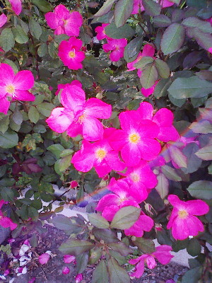DSCF0146.bara..jpg