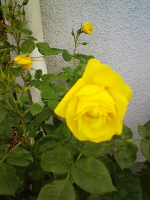 DSCF0145.bara..jpg