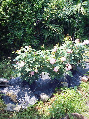 DSCF0103.bara..jpg