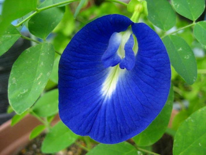ブルーの色の豆の花 クリトリア 話 和 輪のガーデニングと園芸 楽天ブログ